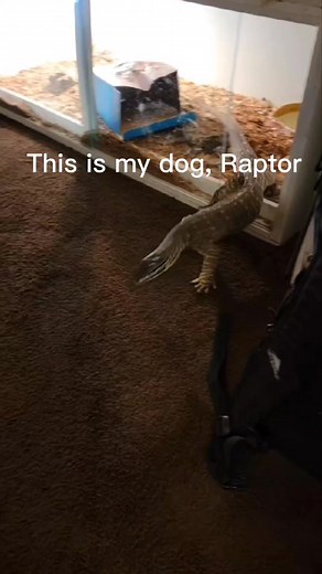 54K views · 482 reactions | My monitor lizard Raptor the dragon thinks he's a dog. #monitorlizard #lizard #raptor #reptile #gecko #komodo #reptiles #dog #cat | Joey Josselson | Facebook