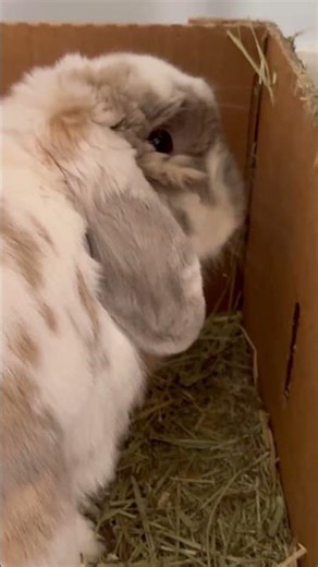 Bunny sneezes 🐰 #bunny #rabbit #pets #funny #cute #animals
