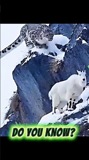 The Ghost Of The Mountain is Almost Invisible 🌨️ | Snow Leopard Shocking Facts