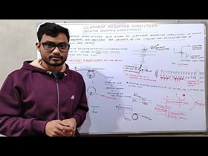 Clathrin Mediated Endocytosis | Receptor Mediated Endocytosis