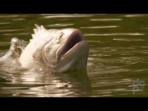 GEICO - Fish - DCP Productions