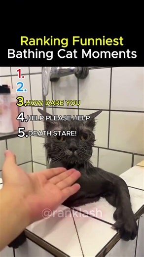 Ranking The Funniest Cat Bath Fails 😭🐱