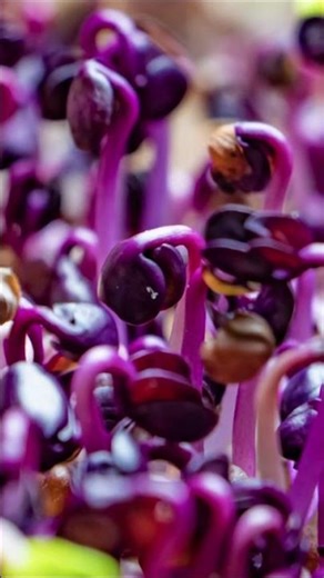Spice Up Your Life with Radish Microgreens ✨ #shorts #radish #microgreens #shoots