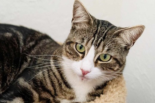 What Are My Cat's Eyes Telling Me?