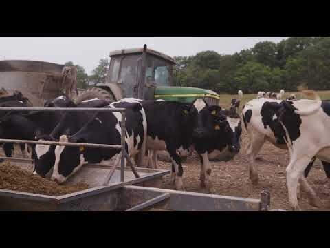 Cow Bourbon, 4 Roses Distillery | Cowherd Dairy, Kentucky