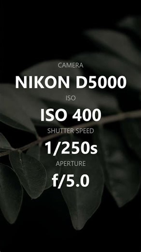 Dark Forest Photography Settings | Nikon D5000 f/5