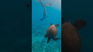 What an amazing creature