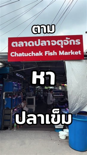 EP1. มาตามหาปลาเข็มกัน #เลี้ยงปลาสวยงาม #ตลาดปลาจตุจักร #จตุจักร ##LiveOutlandish