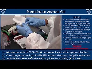Agarose Gel Electrophoresis