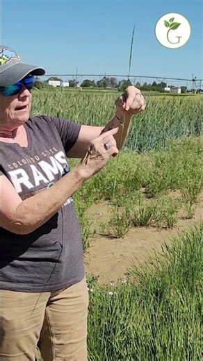 Weedy Wednesdays: Jointed Goatgrass