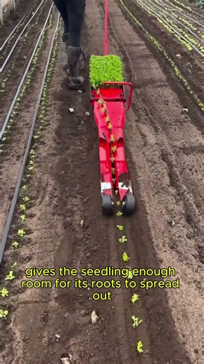 Why are the seeds planted in a paper grid?