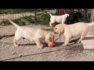 Chiots Labrador 6 semaines