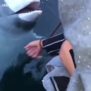 Just a beluga whale returning a phone to someone who dropped it in the ocean...😍🐳 CONTENTbible | UNILAD