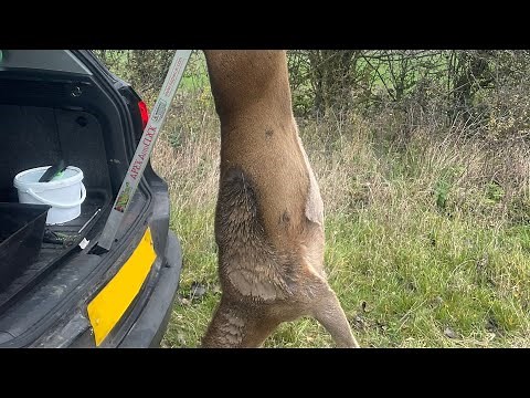 Suspended Gralloch - The Napier Auto Click