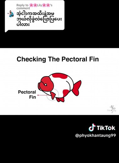 Replying to @🌸🌸Lily🌸🌸 #အလှမွေးငါးချစ်သူများ #အလှမွေးငါးချစ်သူများအတွက် #ရွှေငါးချစ်သူများ #myanmartiktok #ရွှေငါး #goldfish
