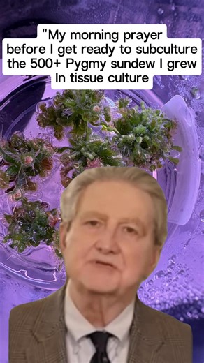 I grew all these drosera on purpose but these two species (sewelliae and Oreopodion) are just too damn prolific!! #drosera #pygmysundewtissueculture #carnivoroustissuecultureplants #tissuecultureplantseller #tissuecultureathome