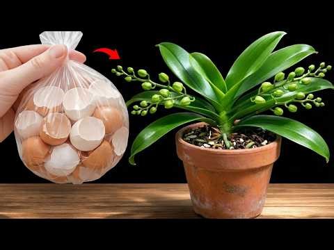 Eggshell Fertilizer for Orchids – A Simple Natural Method for Stronger Growth.