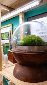 This is what it feels like when you own a plush moss dome (because yes, they remind me of a lush trampoline) 🤩🍃🍄‍🟫 | Plush Moon Terrarium Co