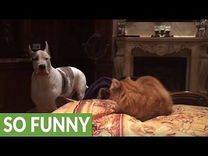 Great Dane barks at cat to get off bed, quickly takes his place