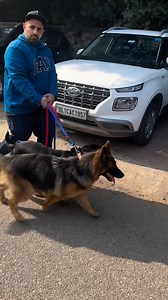 Our Female Rottweiler Lady Ollie and German Shepherd Zoey Go To Pet Fed India @petfedindia The Biggest Pet Festival Of India . . (rottweiler,rottweilers,rottweiler dog,rottweiler puppy,rottweiler guard dog,rottweiler puppies,rottweiler training,rottweiler protection dog,rottweiler 101,rottweilers attack,rottweiler tips,rottweiler attack,rottweiler dog breed,pet rottweilers,rottweiler types,owning a rottweiler,rottweiler exercise,rottweiler grooming,rottweiler pros and cons,rottweiler compilation