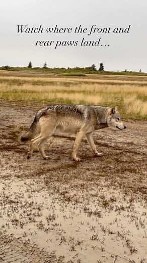 13K views · 269 reactions | Tracking wolves is one of the favorite...