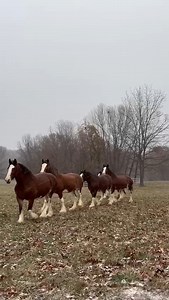 317K views · 17K reactions | This is how we’re strolling into the holiday season! | Warm Springs Ranch | Facebook