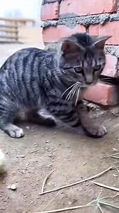 Footballer cat🤣🤣 #sports #sport #church | adexnation