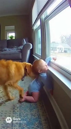 Dog Babysitting Baby Stops Window Fall Accident 😱🐶