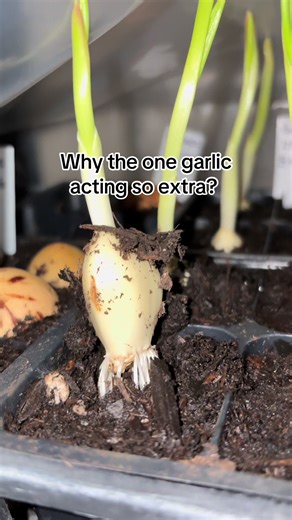 Embrace Spring with Exciting Planting Ideas