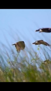 4.9K views · 58 reactions | Creature of the day: The Snail Kite  礪...