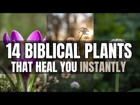 14 Biblical Plants That Will Heal You Instantly