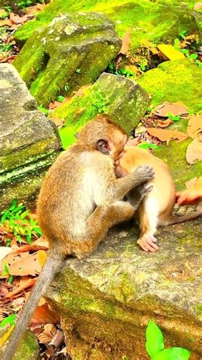 Really cutie And Lovely Adorable Baby Monkey ❤️😍😘🐒#viral #cute #animals