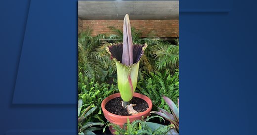 WATCH LIVE: Cleveland Zoo streaming blissfully odorless video of corpse flower blooming