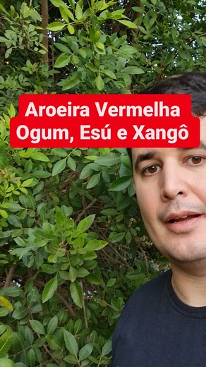 5.9K views · 836 reactions | Aroeira vermelha Schinus Terebinthifolia Radi #axé #axe #orixá #orixás #xangô #iansã #ogum #ogunhe #kaokabecile #exu #pombagira #iemanja #oxala #oxumare #oxum #ossain #omulu #obaluae #obá #oxossi #exú #gira #ogan #curimba #atabaque #olorun #zambi #kaokabecile #ewa #defumação #calunga | Couros de Aruanda | Facebook