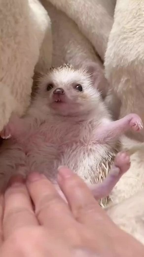 Gentle Hedgehog Massage Technique