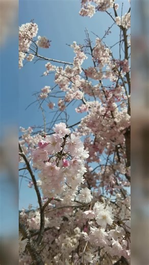 垂樱如瀑，点靓庭院！一文读懂垂枝樱花选购
