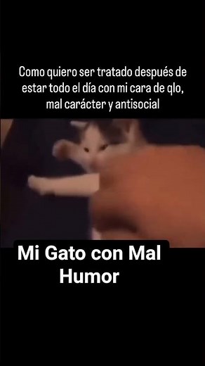Mi Gato Enojado 😾 Yo 🥰😍 #memes #gatos #risas