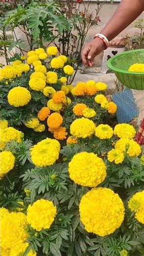 Best Winter Flowers | #flowerparts #anamikagarden