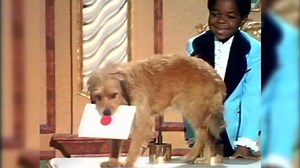 2.4K views · 42 reactions | Happy #NationalPetDay! At the 31st #Emmys in 1979, Gary Coleman presented the award for Outstanding Children’s Program with the cute pup that co-starred (and was saved by Arnold) in “The Dog Story” episode of DIFF'RENT STROKES: | Emmys / Television Academy | Facebook