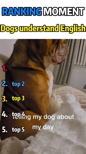 This is so funny, l couldn't stop laughing #funny#doddlersoft#funnyvideos#duet