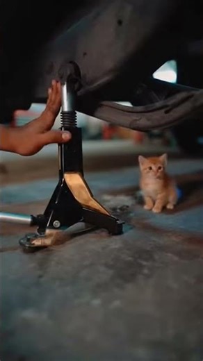 The Mechanic Who Stopped Working When a Cat Pulled His Sleeve