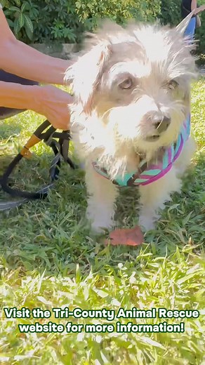 1K views · 13 reactions | Here's your sign! ✨ It's National Adopt a Senior Dog Month, and we're covering senior dog adoption fees all November long at @tricountyhumane ! Ready to find your new best friend? Visit their website to see available dogs! #AdoptASeniorDogMonth #SeniorDog #ThisIsYourSign #PetMeds #TriCountyAnimalRescue #SouthFlorida #AdoptMe #PetCare #CareYouTrust #November #Adopt #Senior #Fun #PetHealth #DogHealth | PetMeds | Facebook