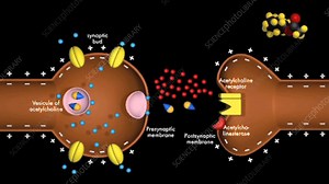 Synaptic transmission, animation - Stock Video Clip - K003/9491