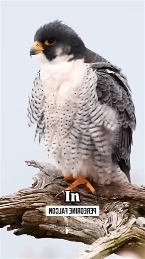 Deadliest Attack from the Sky – Peregrine Falcon’s 390 km/h Dive! #PeregrineFalcon #Wildlife