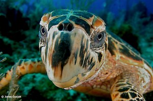 5 Weird Facts about Sea Turtles