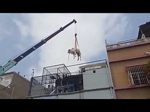 Cow dead during lifting by crane