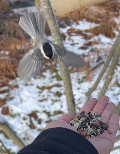 Black Capped Chickadee Hand Feeding Experience