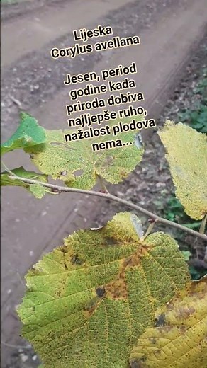 Lijeska latinski Corylus avellana #lijeska #lješnjak #priroda #jesen