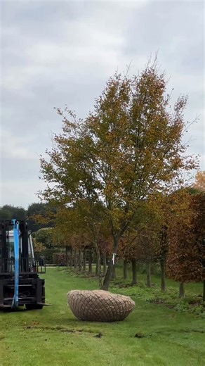 3.6K views · 122 reactions | Almost done with this Carpinus betulus...