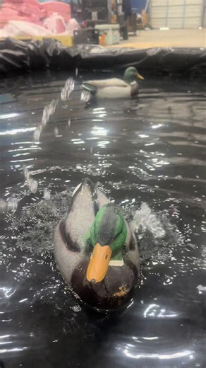 Best Equipment for Flooded Timber Hunting